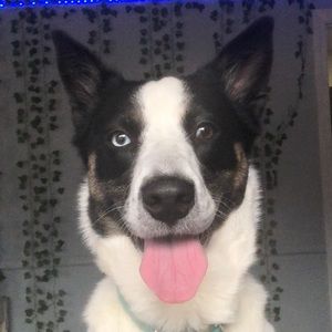 Meet your Posher, Hallie